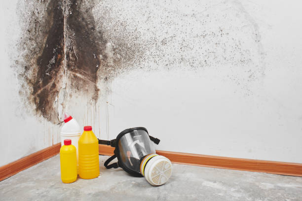 Best Attic Mold Remediation in Dickinson, TX