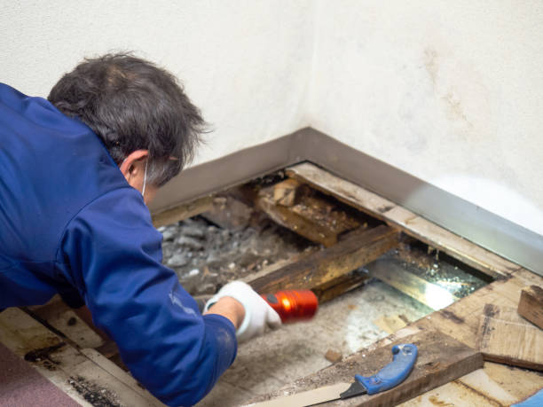 Best Post-Flood Mold Remediation in Dickinson, TX