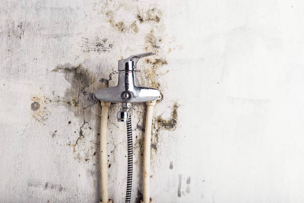 Best Residential Mold Remediation in Dickinson, TX