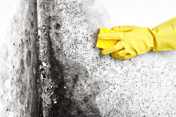 Best White Mold Remediation in Dickinson, TX