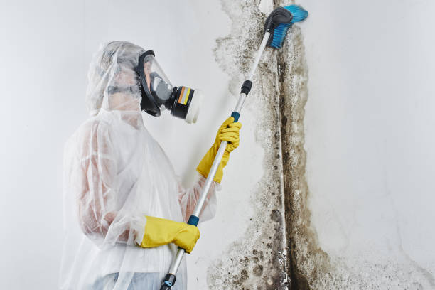 Best Emergency Mold Remediation in Dickinson, TX