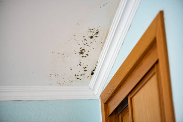 Trusted Dickinson, TX Mold Remediation Experts