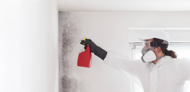 Best Localized Mold Remediation (e.g., coastal areas, humid climates) in Dickinson, TX