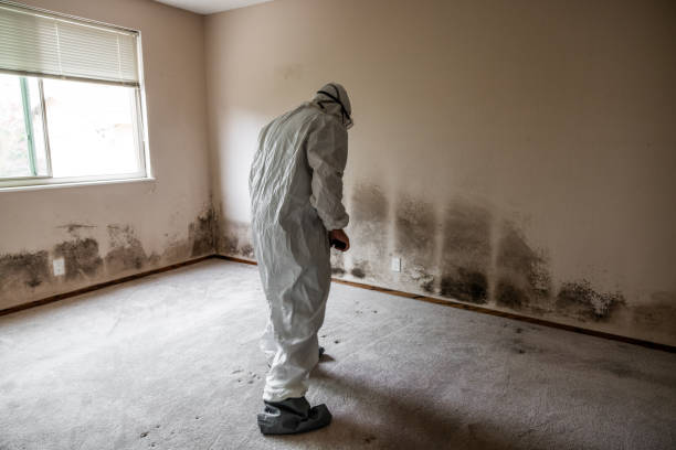 Best Preventive Mold Services in Dickinson, TX