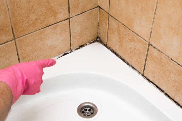 Best Black Mold Remediation in Dickinson, TX